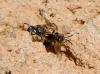 Lasioglossum sp.